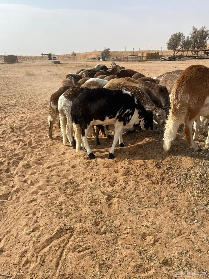 سواكن جذعان طيبه 4