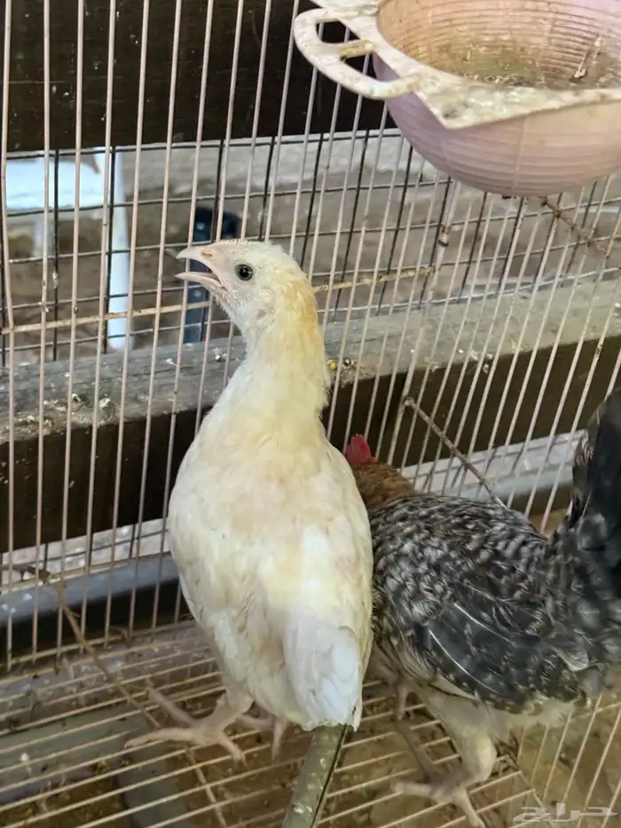 صيصان بلدي 4