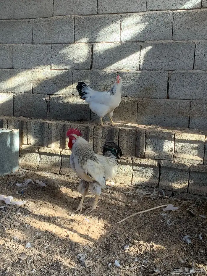 دجاج فرنسي كولمبي 5