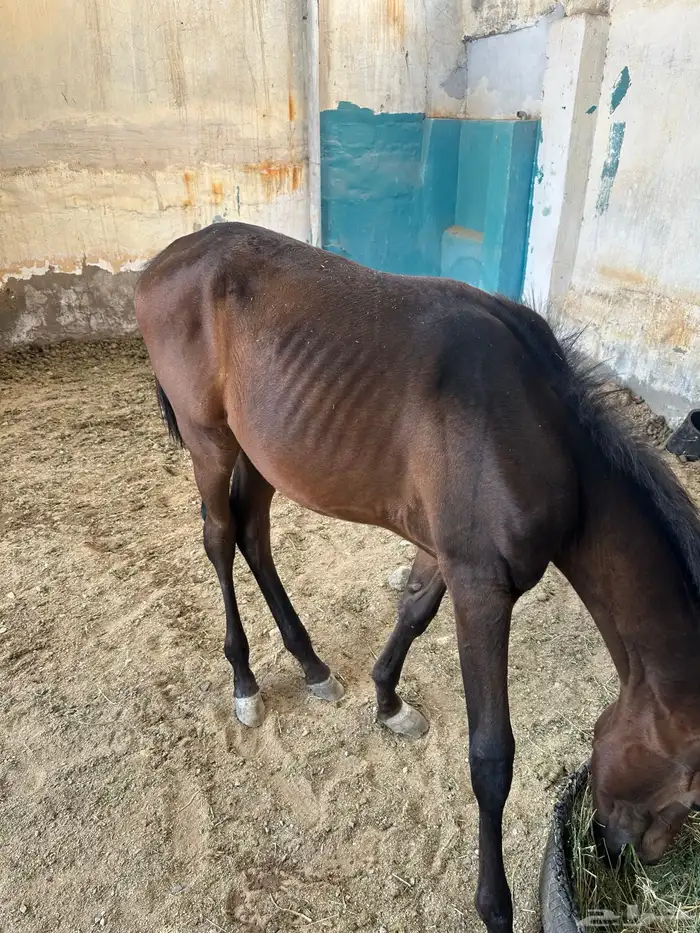 مهر شعبي 3