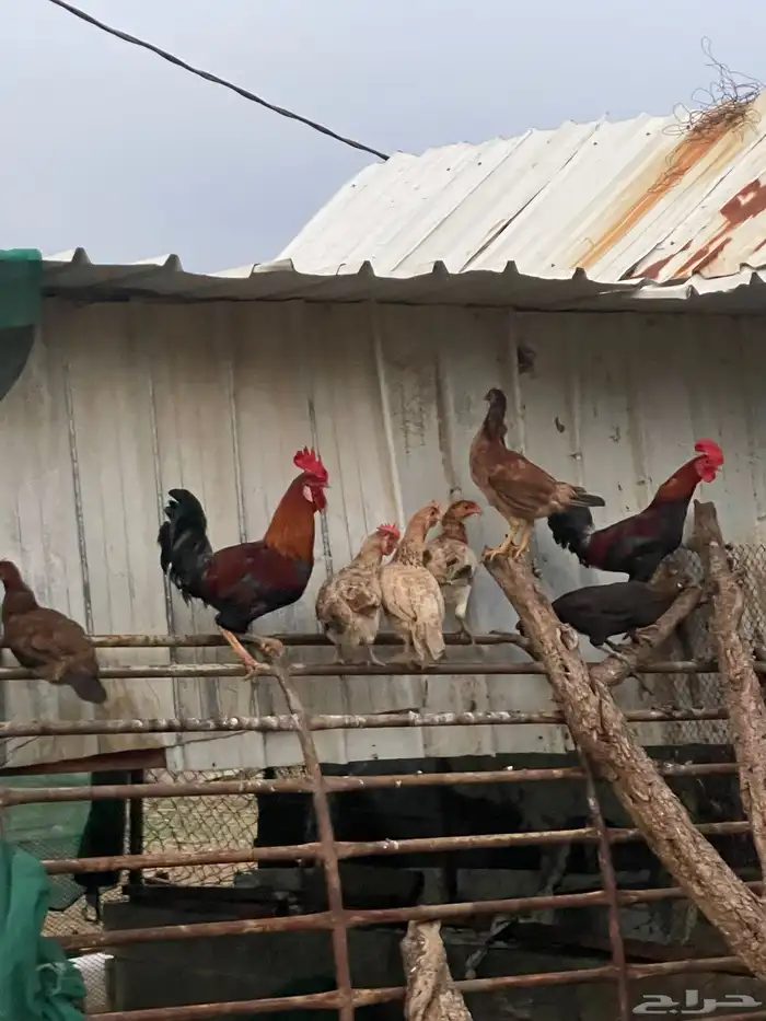 للبيع مراح دجاج كلها ب الف ريال بس 6