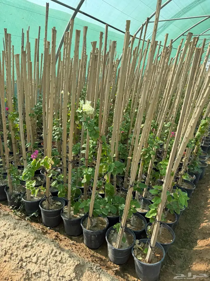 اشجار شتلات قرض افريقي و طلحيات بانواعها و سدر واشجار زينه 4