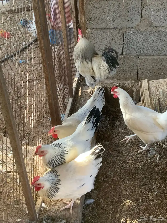 دجاج فرنسي كولمبي 1