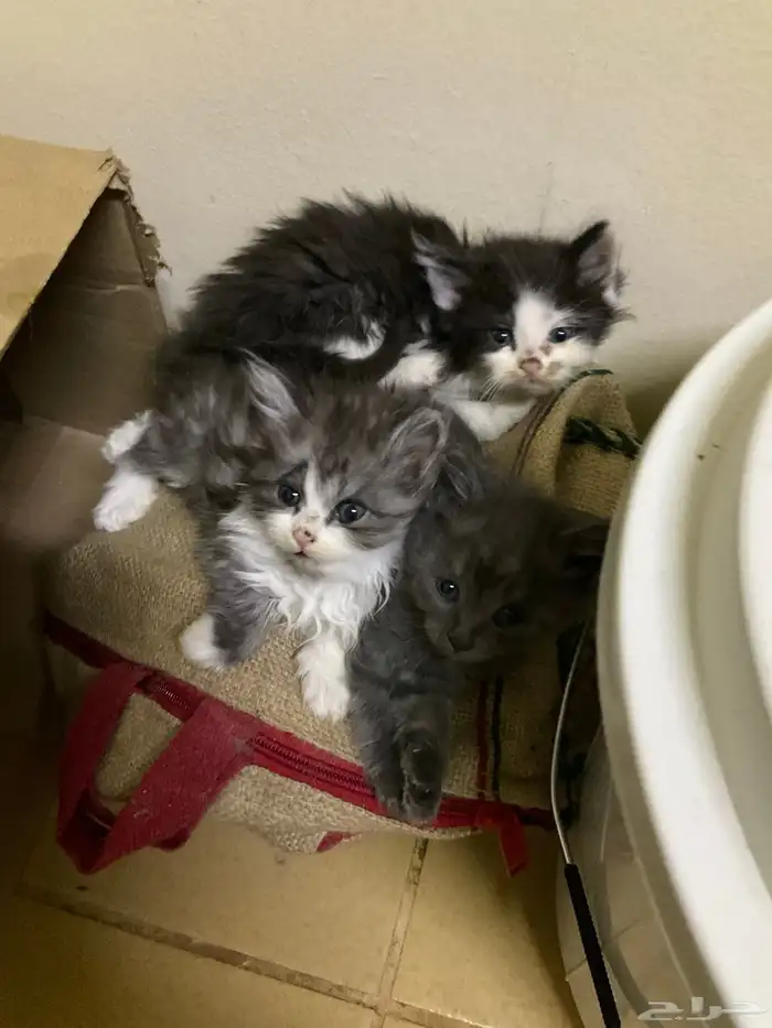 قطط صغيرة للتبني و تحتاج علاج 3