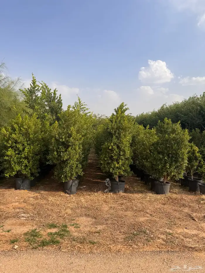 ترمناليا نيم لبخ بونسيانا استركوليا دومبيا حمضيات عطريات 26