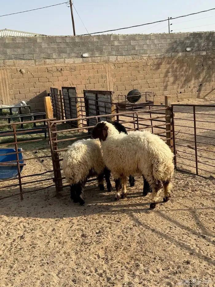 ذبايح برية للبيع يوجد تابي وتمارا 0