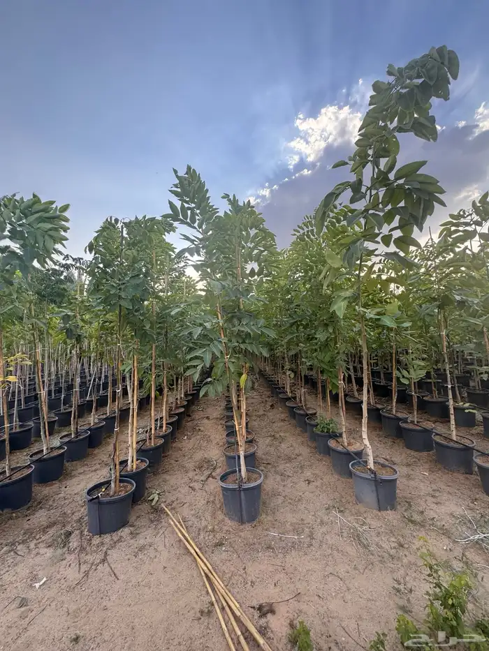 ترمناليا نيم لبخ بونسيانا استركوليا دومبيا حمضيات عطريات 9