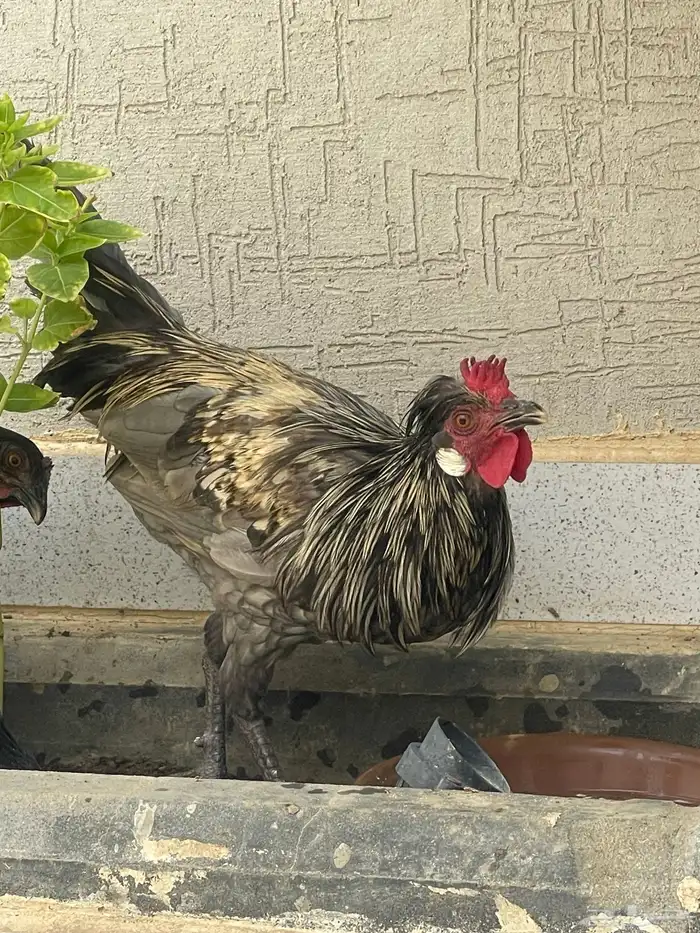 للبيع مراح دجاج كلها ب الف ريال بس 7