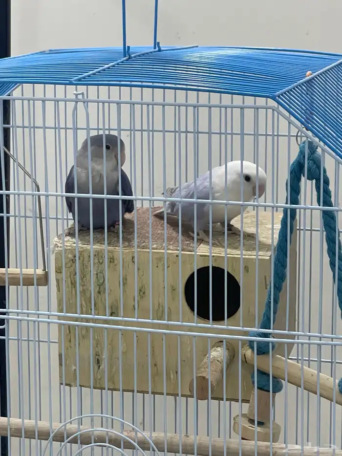 طيور روز 0