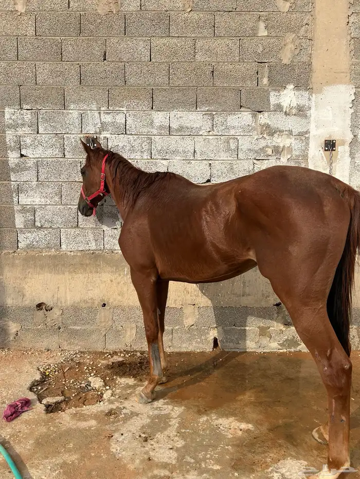 حصان واهو 3