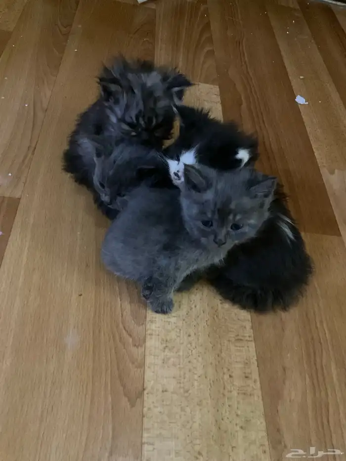 قطط صغيرة شيرازي للتبني و تحتاج علاج 27