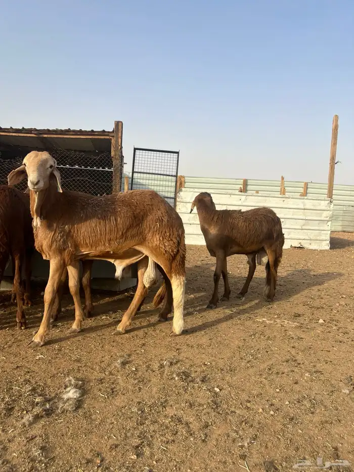 خرفان سواكني مرابي رفيد برابر 2