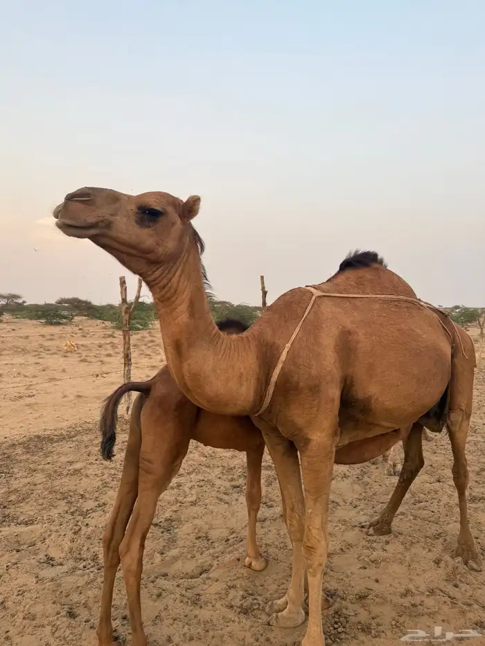 نياق خلفات 2
