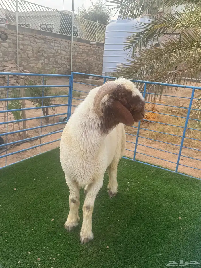 جذع نعيمي 2
