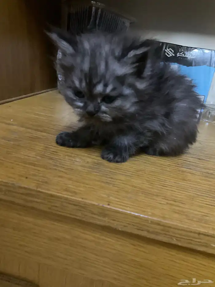 قطط صغيرة للتبني و تحتاج علاج 5