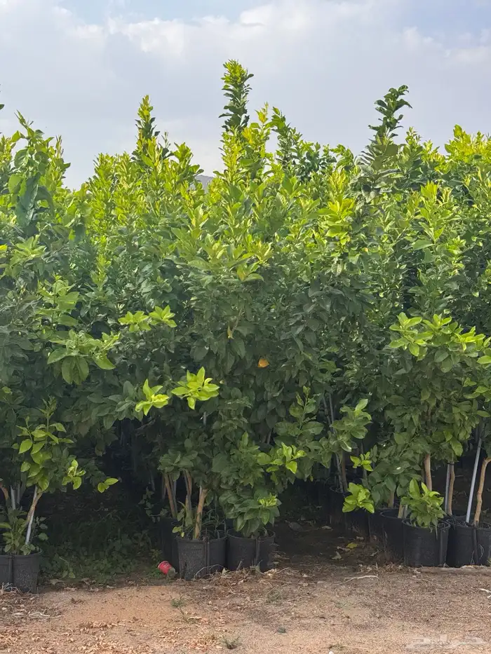 ترمناليا نيم لبخ بونسيانا استركوليا دومبيا حمضيات عطريات 14