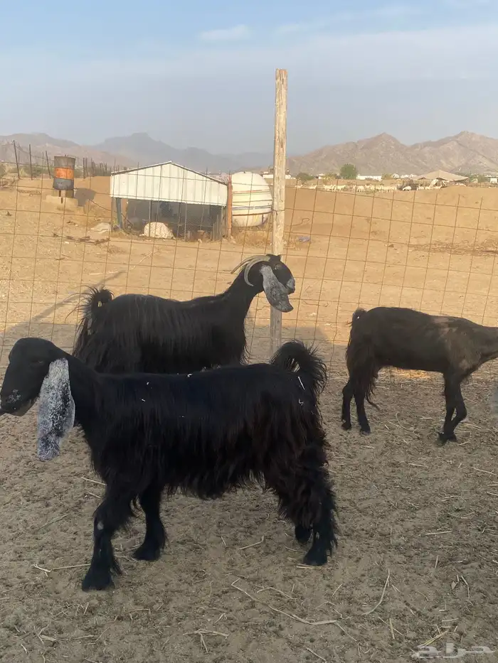 معزا عوارض دفيع تم البيع 8