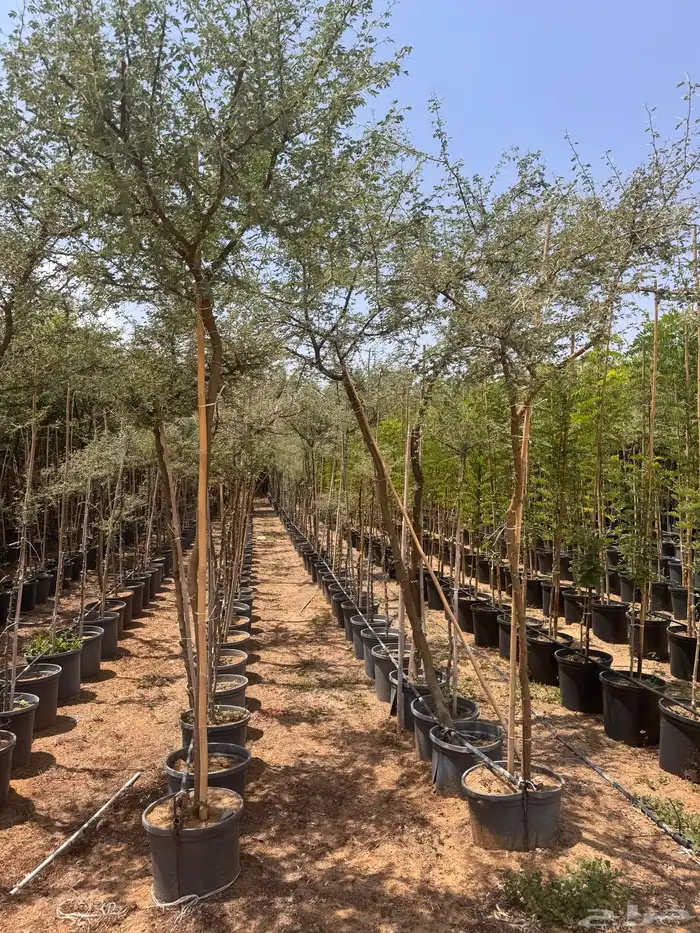 ترمناليا نيم لبخ بونسيانا استركوليا دومبيا حمضيات عطريات 1