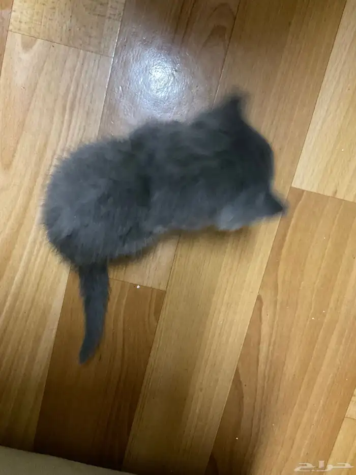 قطط صغيرة شيرازي للتبني و تحتاج علاج 7