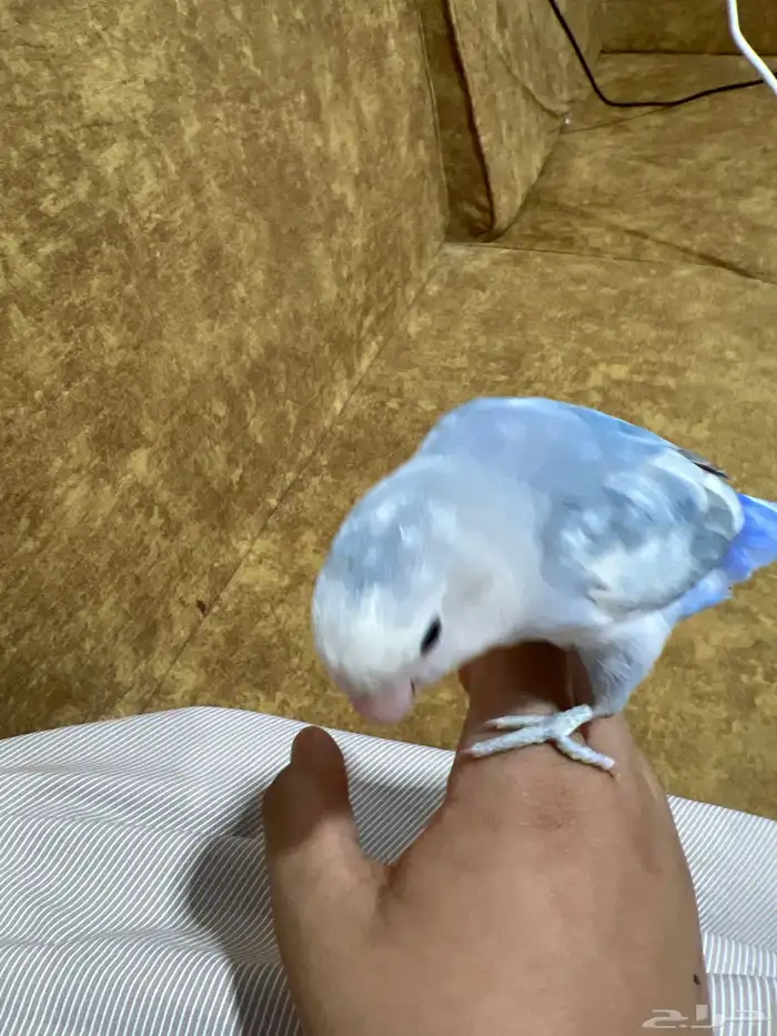بابغاء روز. منتج لابيع على السوم الزرق أليف النثى لعوبه 0