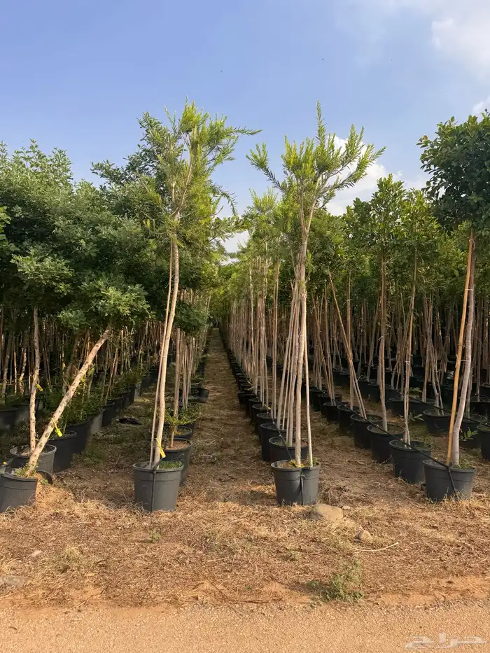 ترمناليا نيم لبخ بونسيانا استركوليا دومبيا حمضيات عطريات 32