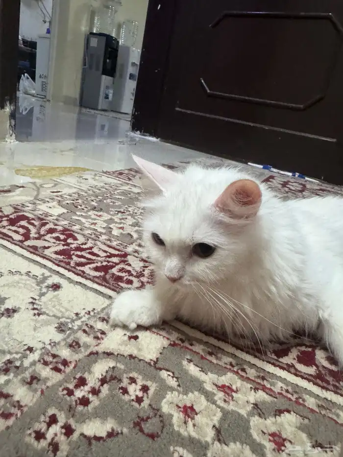 قطة شيرازى للتبنى 5