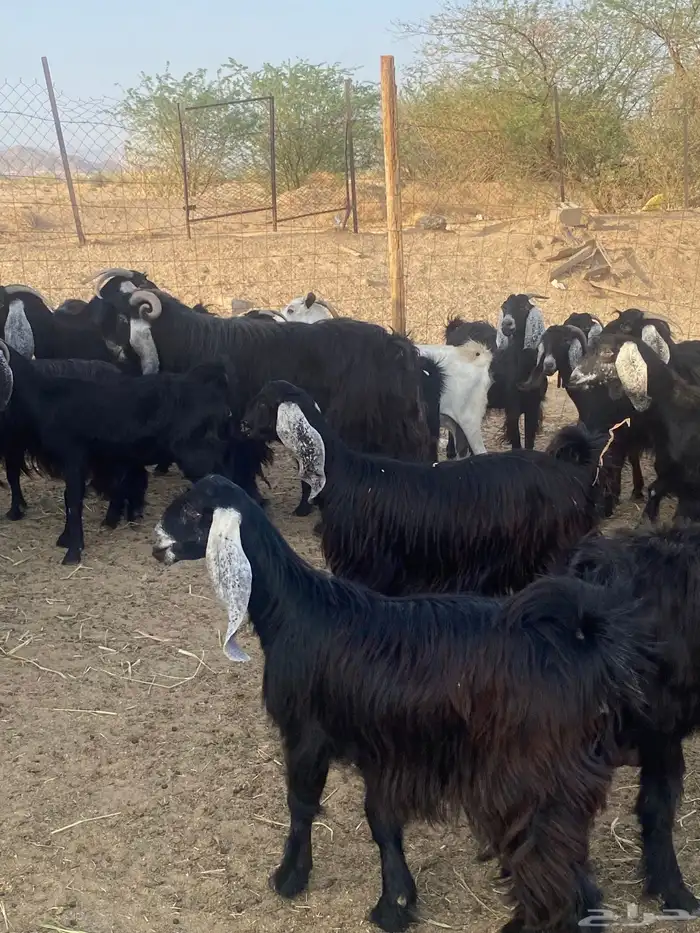 معزا عوارض دفيع تم البيع 11