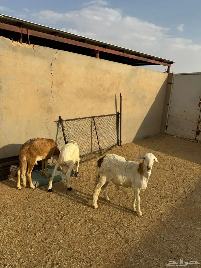 3- سواكن مرابي 3 شهور وعليها 0