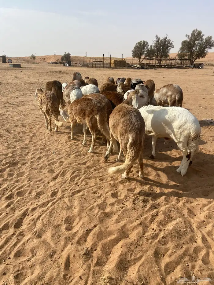 سواكن جذعان طيبه 7