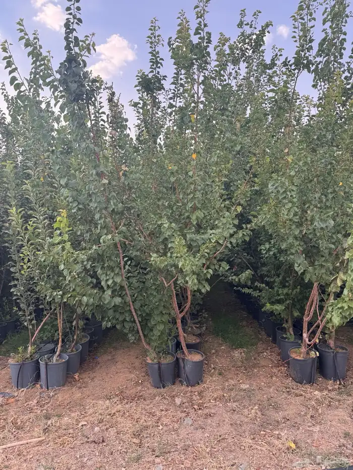 ترمناليا نيم لبخ بونسيانا استركوليا دومبيا حمضيات عطريات 7