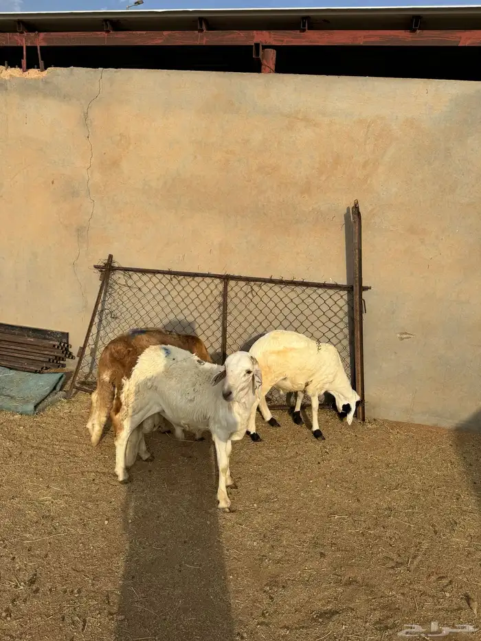 3- سواكن مرابي 3 شهور وعليها 2