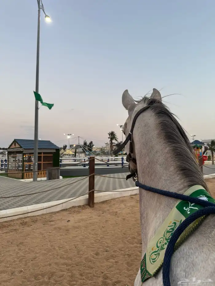 خيل 1
