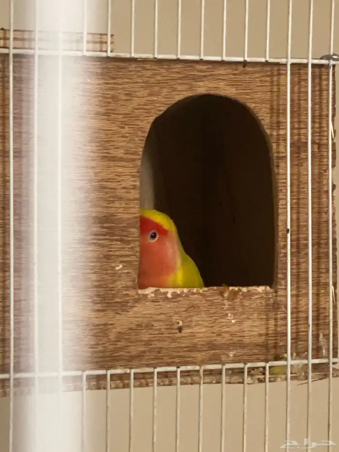 زوج وزوجه قريب يبي يبيض بصحه جيده مع الصندوق بيته كبير 0