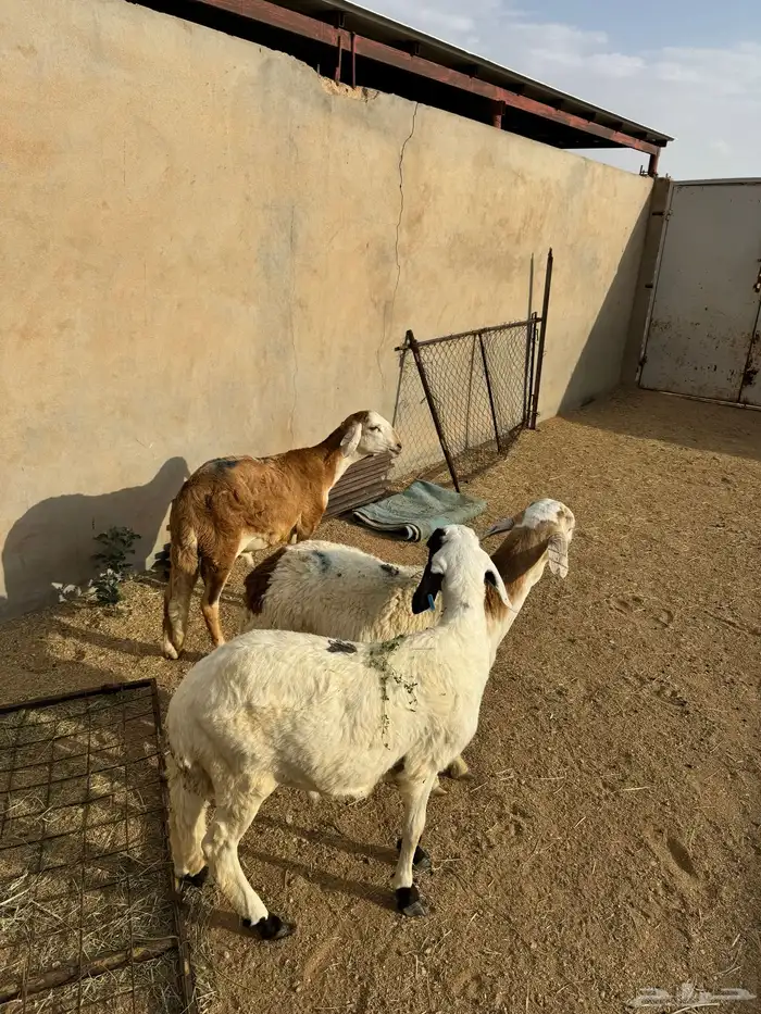 3- سواكن مرابي 3 شهور وعليها 3