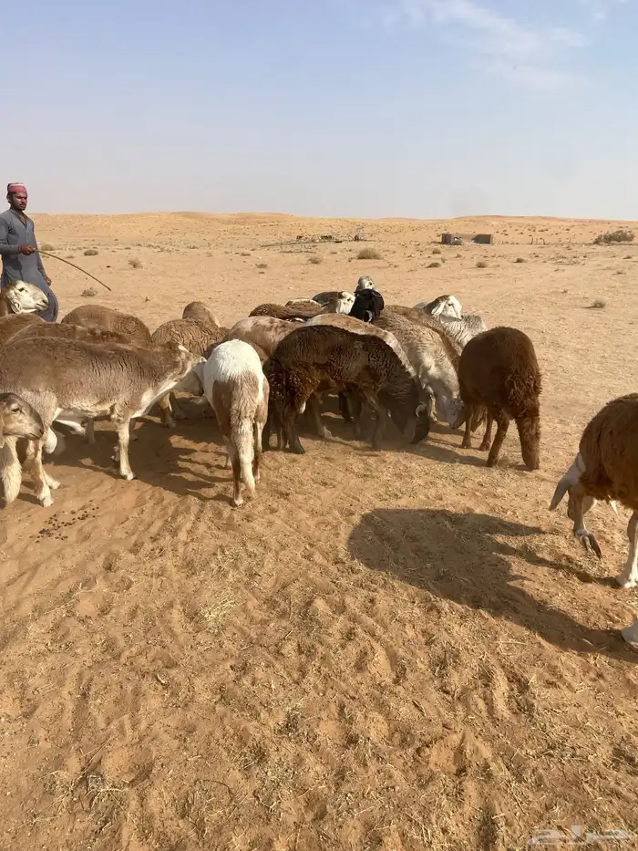 سواكن جذعان طيبه 12
