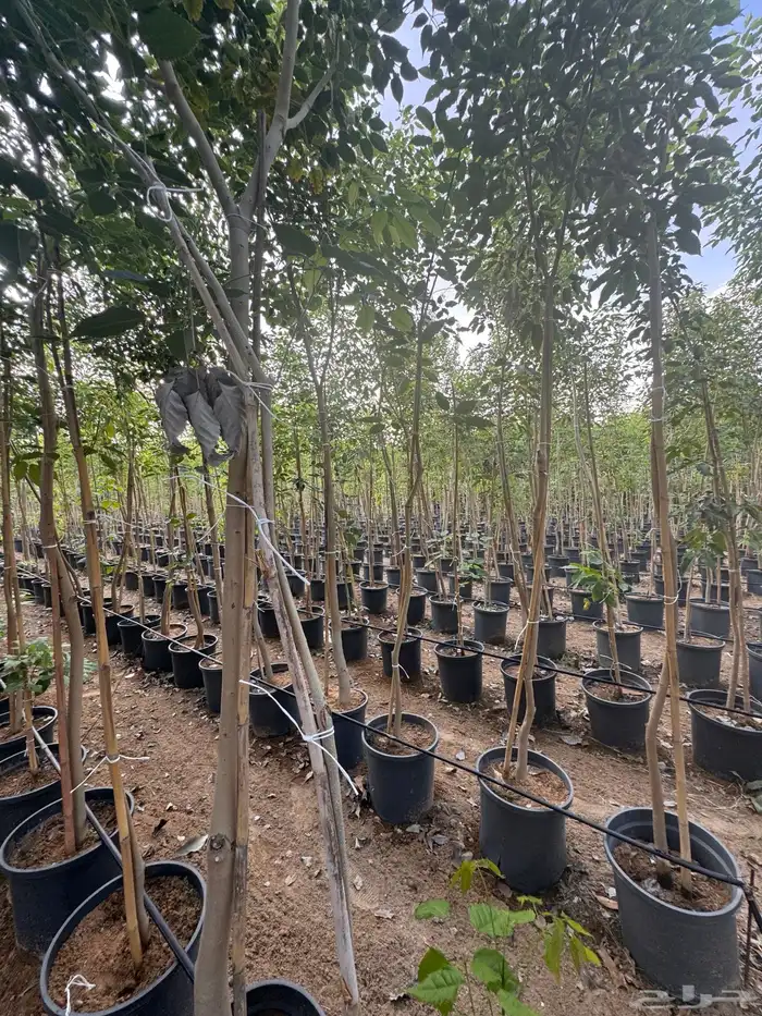 ترمناليا نيم لبخ بونسيانا استركوليا دومبيا حمضيات عطريات 12