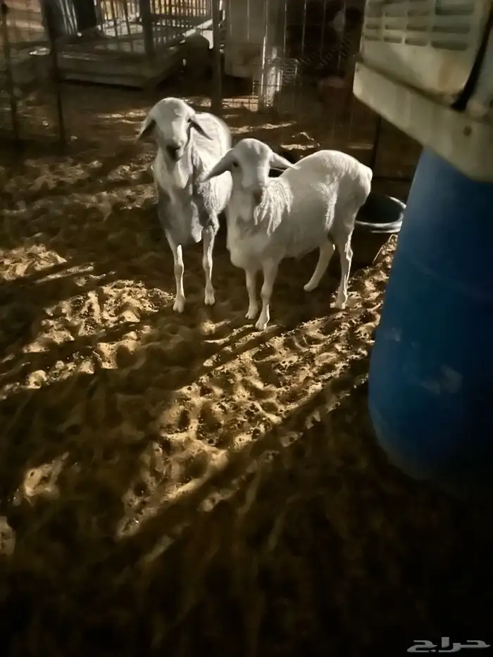 برابر ولاد الديره 1