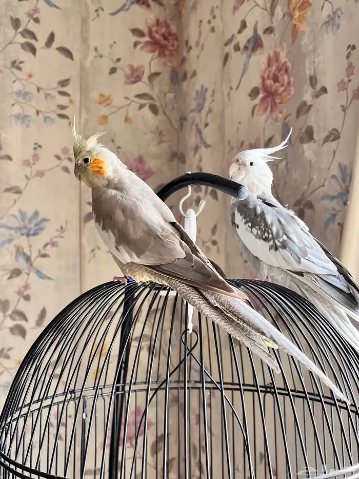 طيور كروان 0