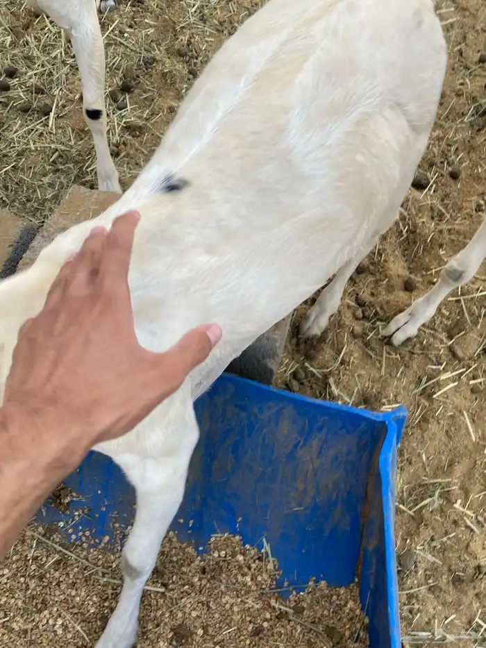 تيوس للبيع 1