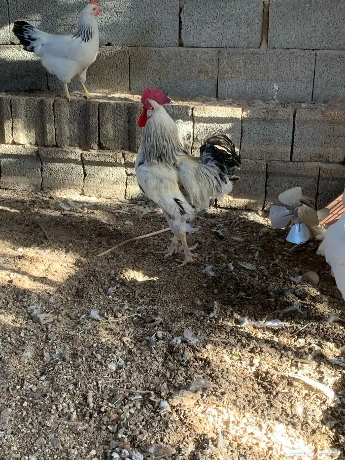 دجاج فرنسي كولمبي 6