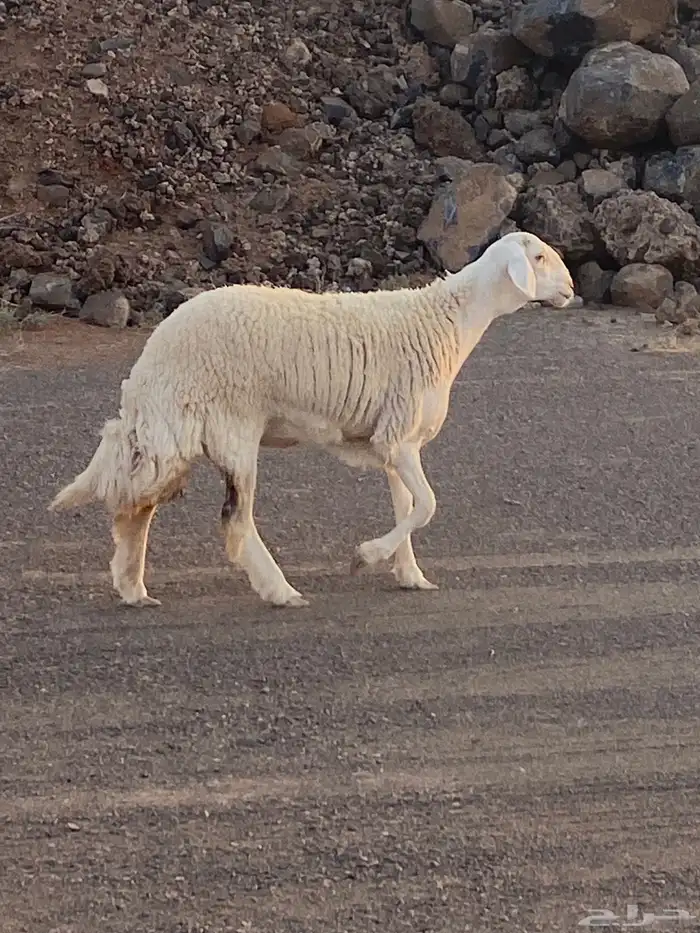 عرض مراح الغاليات 0