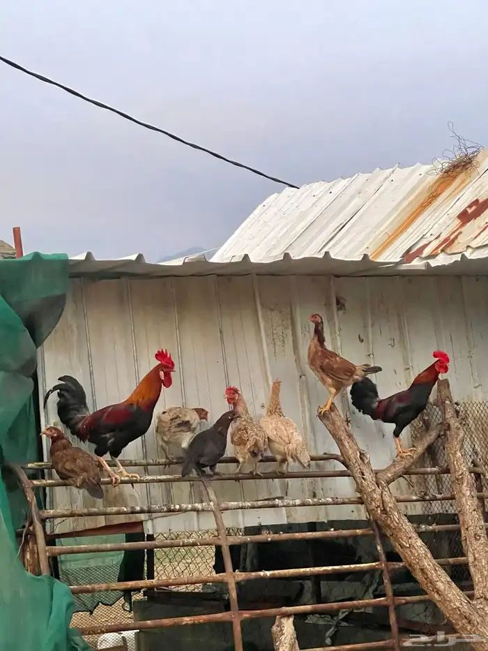 للبيع مراح دجاج كلها ب الف ريال بس 0