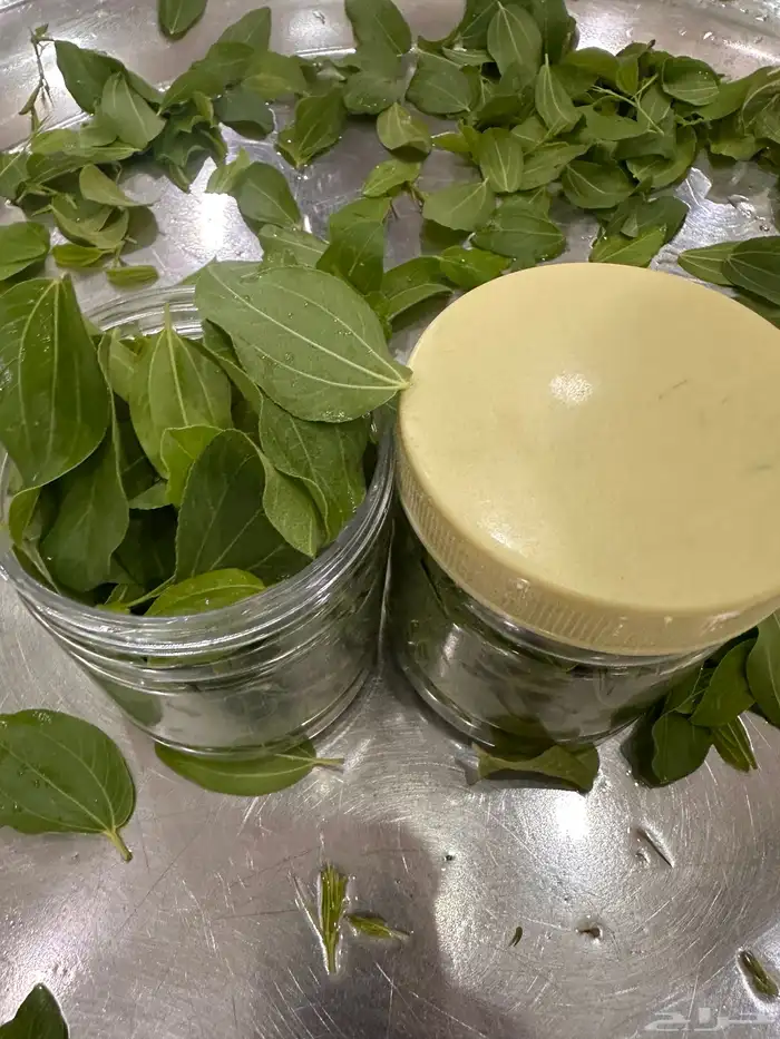 ابيع ورق السدر اخضر طازج ومطحون يختلف المتوفركيلو 40 ريال 1