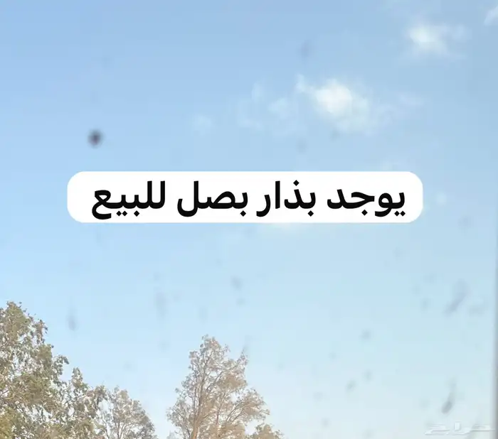 القريات طبرجل للبيع ارانب وبذار بصل 1