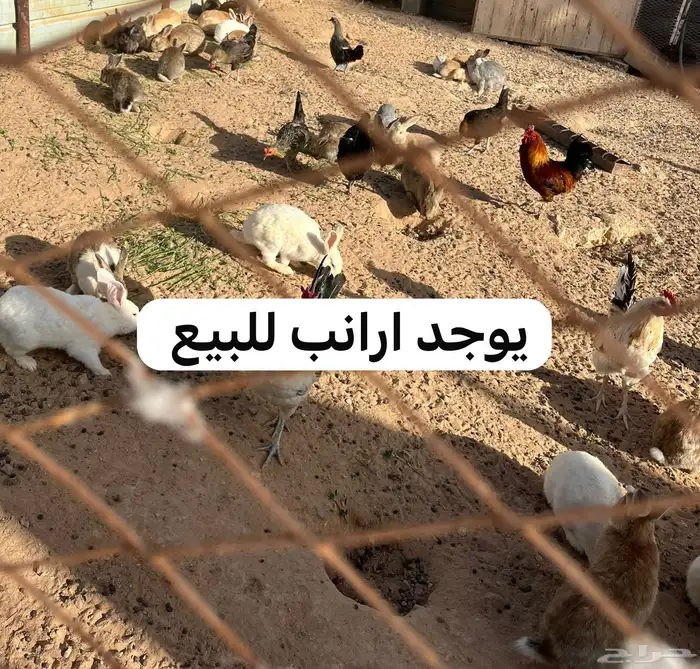 القريات طبرجل للبيع ارانب وبذار بصل 0