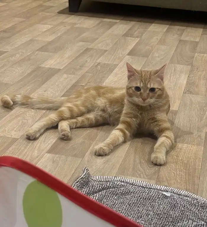 للتبني قطط ذكور طالبين تزاوج 3