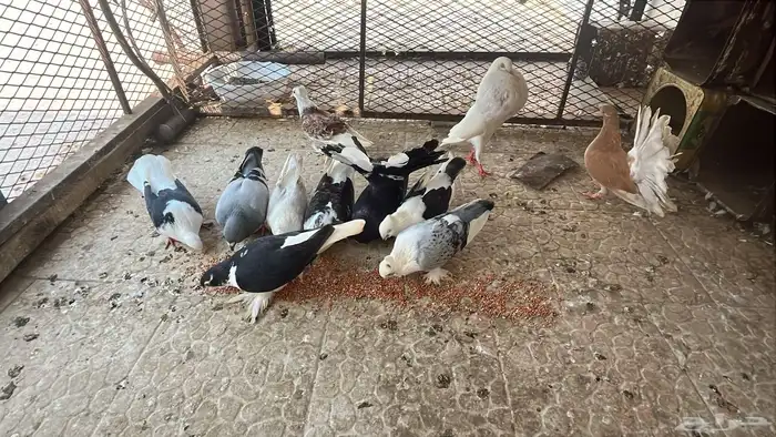 حمام زينه قابل للبدال 0