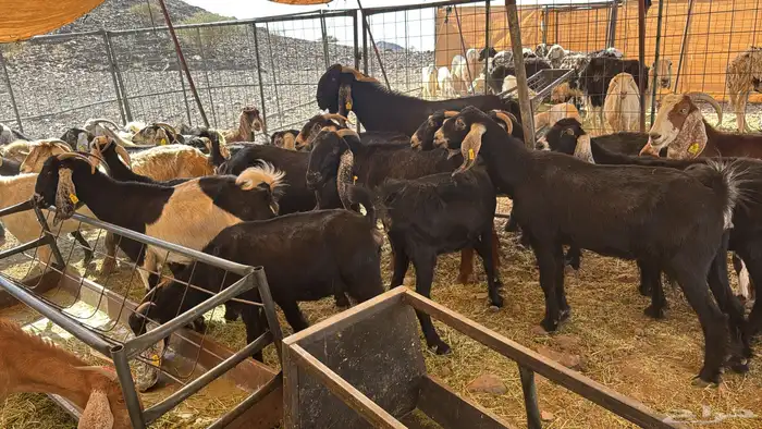 معزا مشاريك دفيع 8