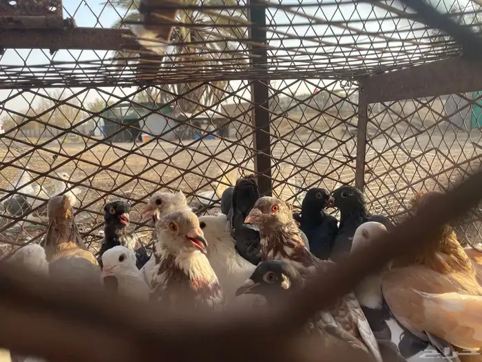 حمام مشكل 11