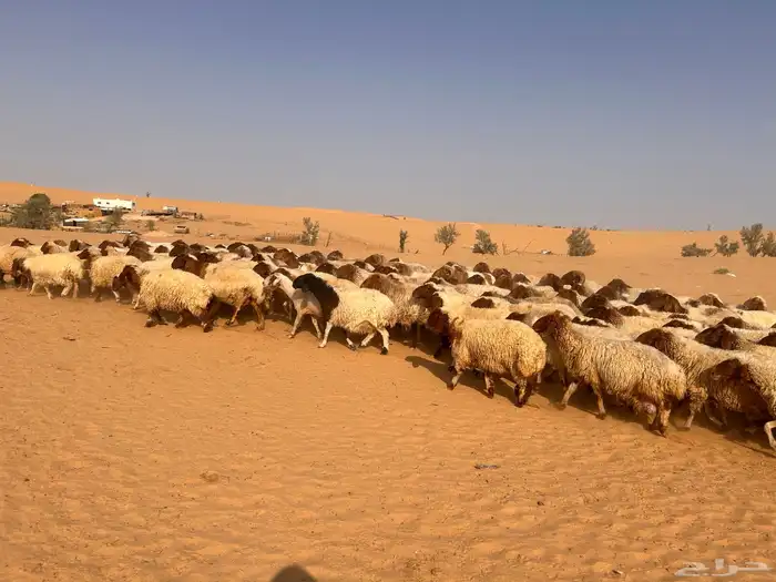 غنم نعيمي 3